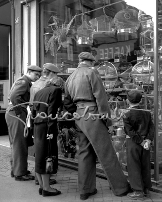 Pet shop window, Cologne, 1952